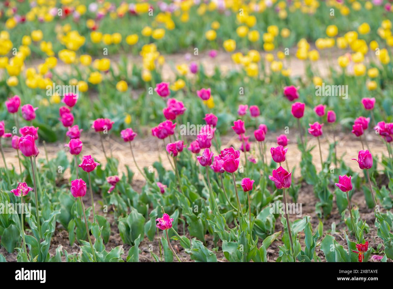 De belles tulipes roses et jaunes fleurissent sur un champ fleuri au printemps. Mise au point sélective Banque D'Images