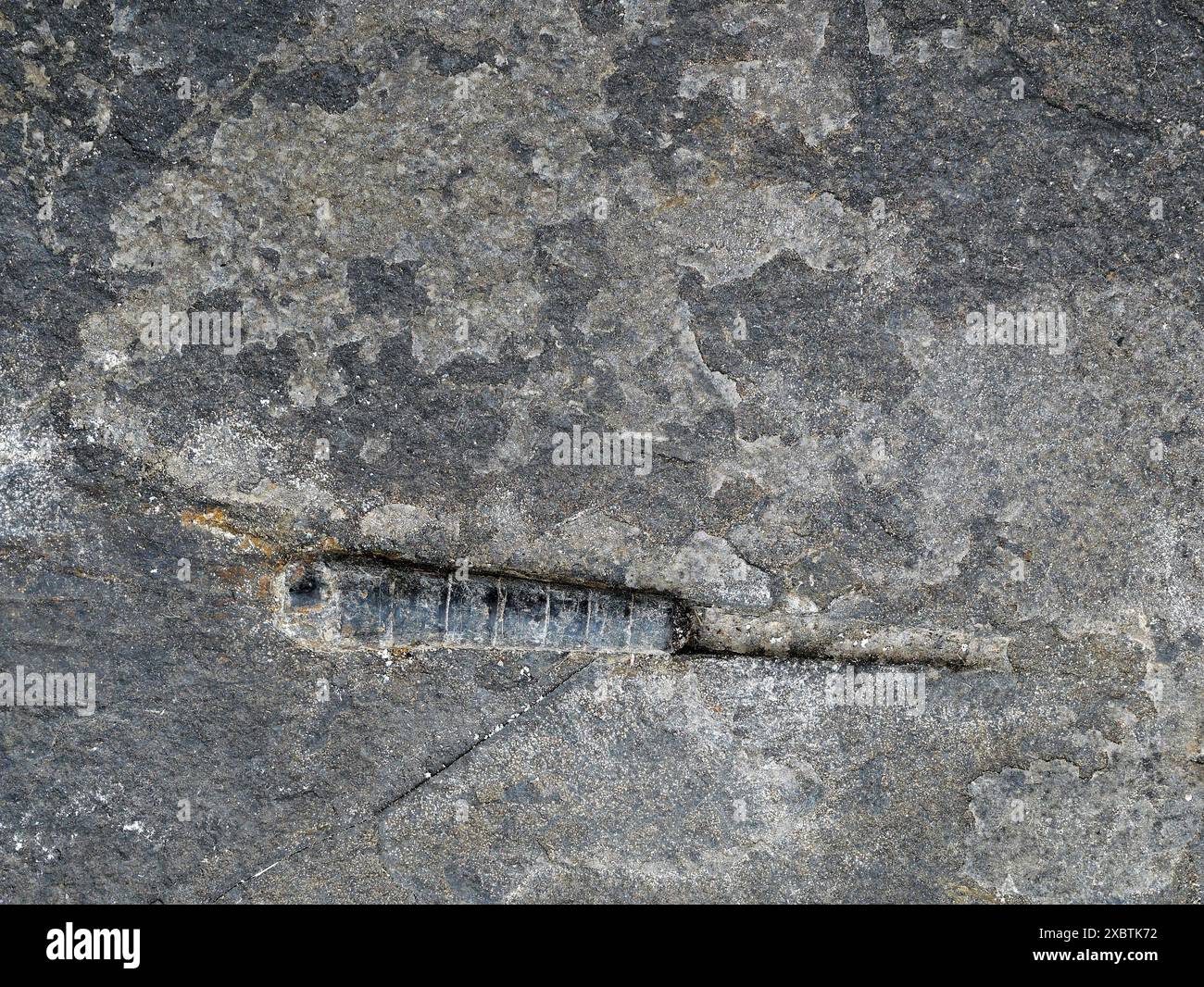 Merveilles fossiles de la mer Baltique : tiges de crinoïdes pétrifiées et épines d'oursins, trouvées dans le sable graveleux des plages. Idéal pour les collectionneurs et la décoration Banque D'Images
