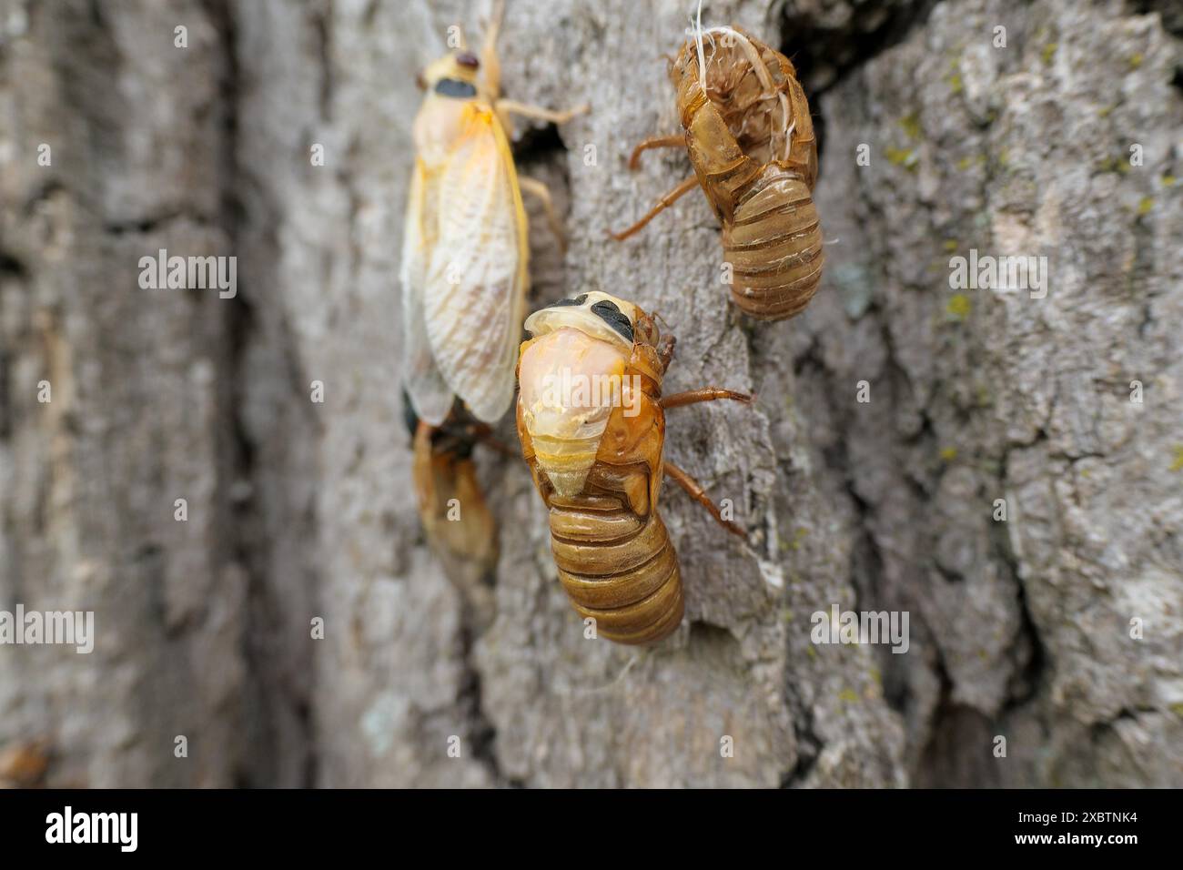 Cicada périodique couvain XIII émergeant de la peau de nymphe. Mai 2024 Banque D'Images