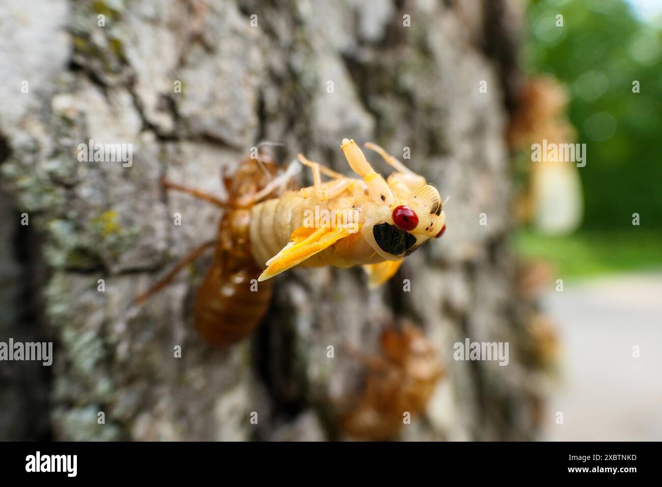 Cicada périodique couvain XIII émergeant de la peau de nymphe. Mai 2024 Banque D'Images