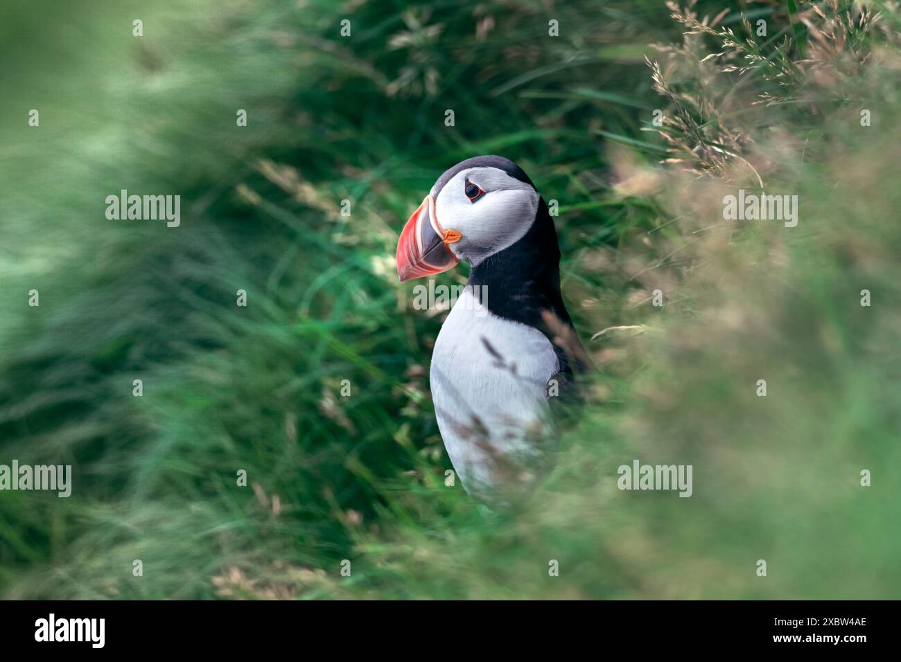 Le plus célèbre oiseau féroé - macareux sur la côte herbeuse de l'île Mykines dans l'océan Atlantique. Îles Féroé, Danemark. Photographie animalière Banque D'Images