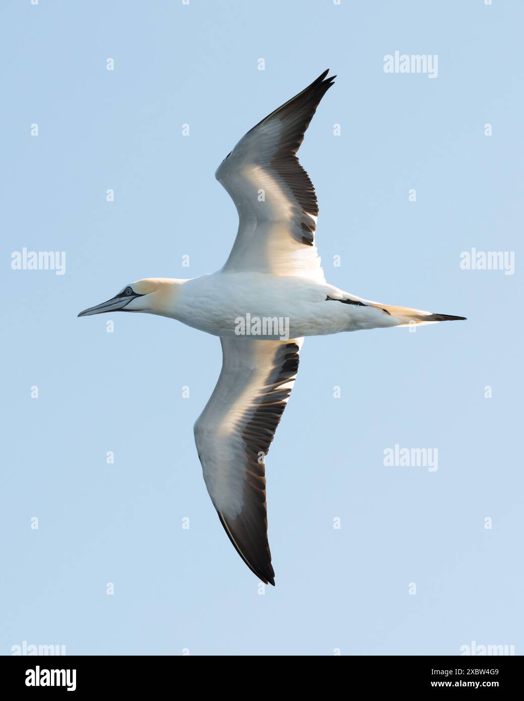 Gros plan du gannet volant sur le ciel bleu clair. Photographie d'oiseaux Banque D'Images