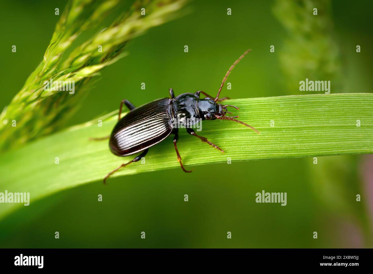 Coléoptère européen de la Gazelle (Nebria brevicollis) sur un large brin d'herbe Banque D'Images