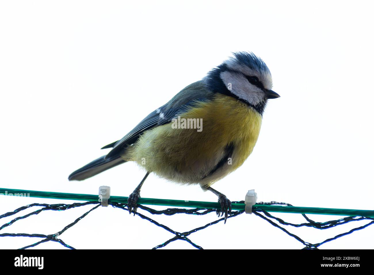 Gros plan macro photo d'un oiseau coloré avec des plumes détaillées et la lumière naturelle, image de la nature de la faune montrant un plumage vibrant et une texture fine Banque D'Images