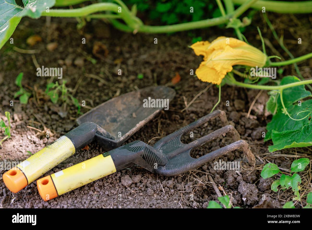 Outils de jardinage extérieur et fleurs, concept de soin des plantes, outil de jardinage Banque D'Images