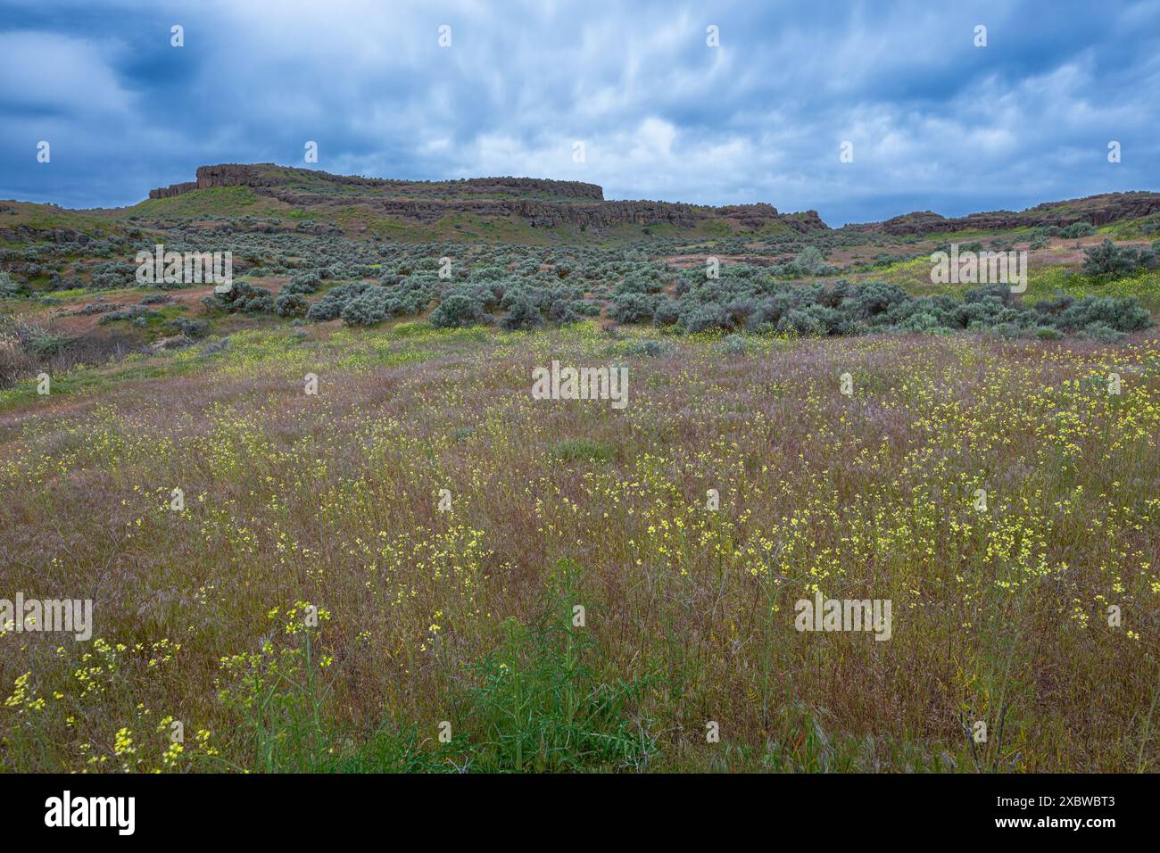 Columbia National Wildlife refuge, WA, au printemps Banque D'Images