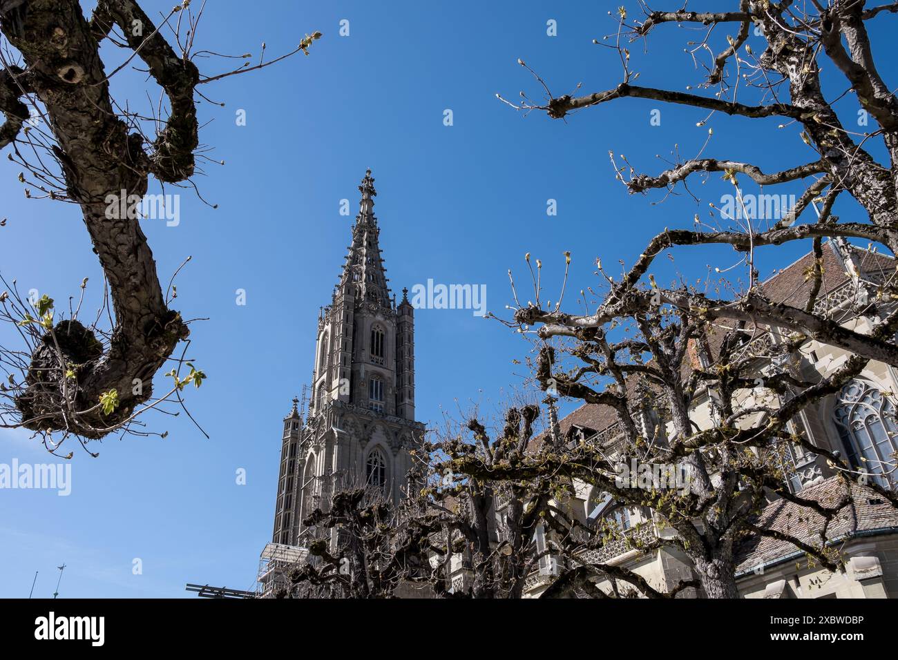 Vue de Berne Minster, la cathédrale réformée suisse (ou minster) dans la vieille ville de Berne, Suisse, la plus haute cathédrale de Suisse. Banque D'Images