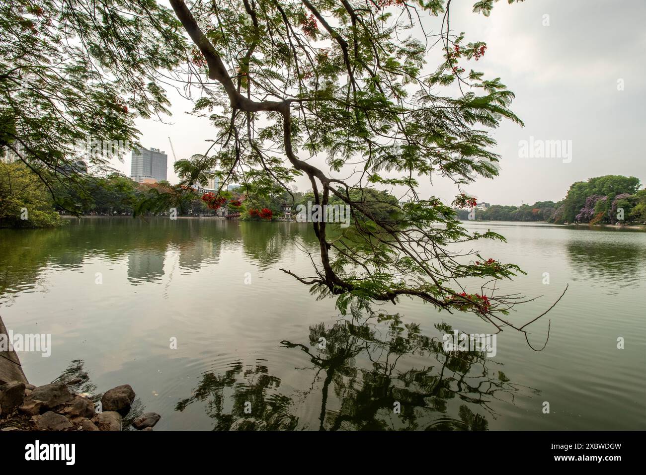 Eaux tranquilles du lac Hoàn Kiếm, Hồ Hoàn Kiếm, chữ Hán : 湖還劍, avec une seule branche pointant en travers. Séduisant, étonnant, époustouflant, fascinant Banque D'Images