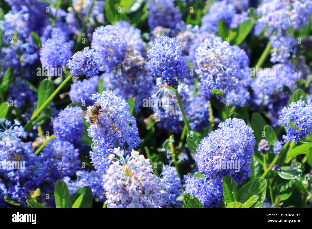 Ceanothus, également connu sous le nom de lilas de Californie, vu ici avec une abeille à miel au travail. Banque D'Images