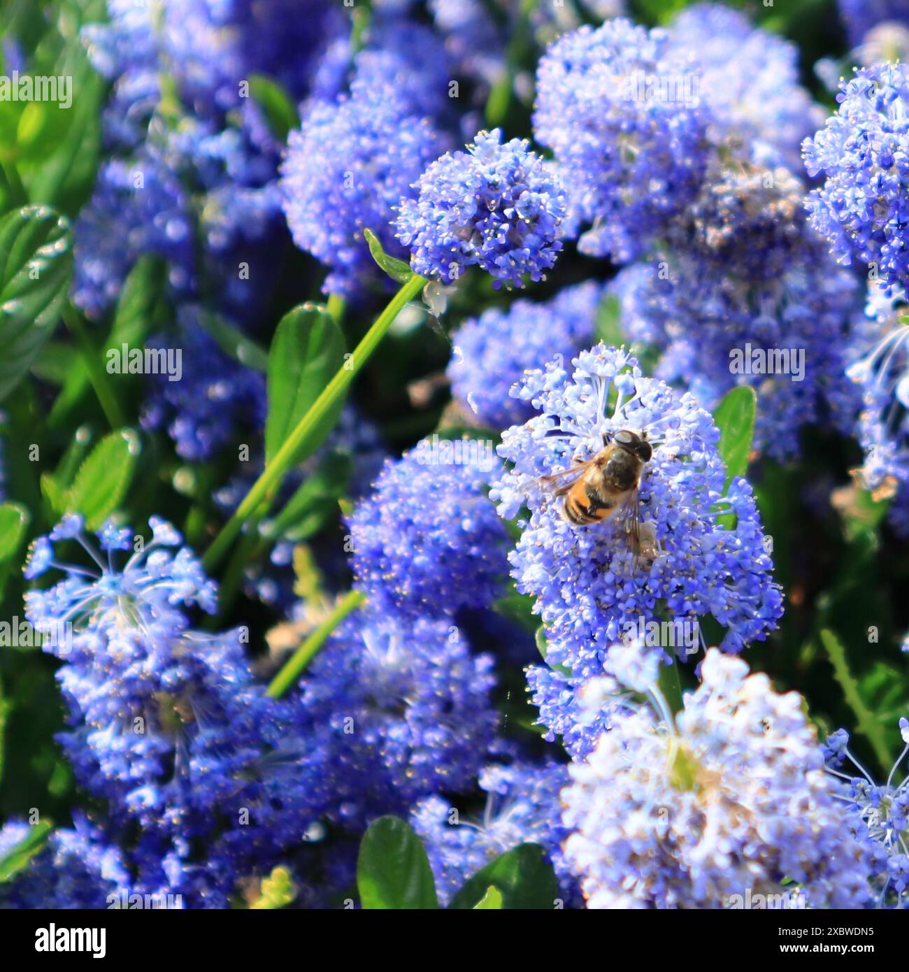 Gros plan d'une abeille pollinisant une fleur de lilas californien. Banque D'Images