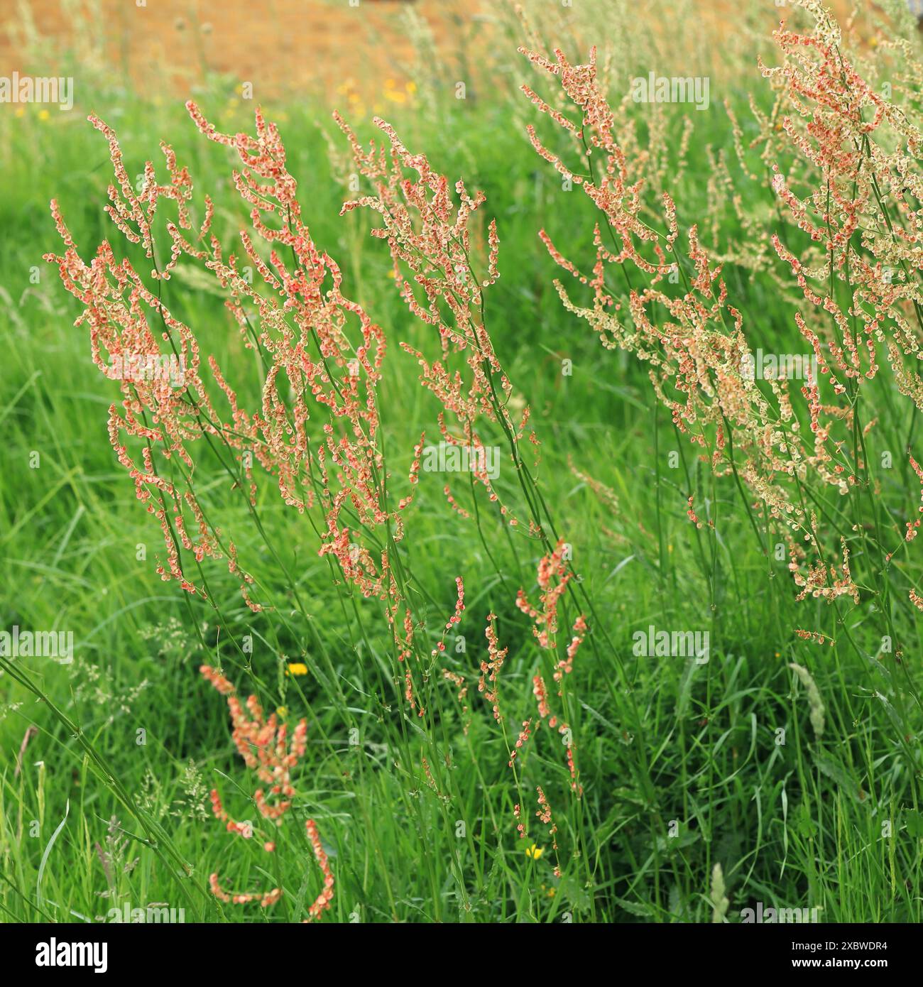 Petites fleurs roses et rouges sur de longues tiges : Rumex acetosella, l'oseille rouge, l'oseille de mouton, l'oseille des champs et l'herbe aigre. Banque D'Images