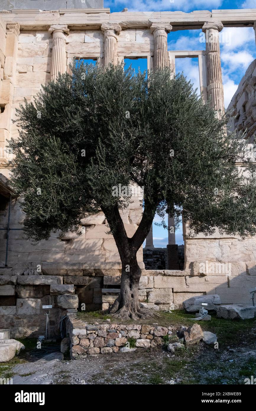 L'olivier d'Athéna, déesse patronne de la ville, devant le temple d'Érechthéion sur l'Acropole à Athènes, capitale de la Grèce, le 11 janvier Banque D'Images