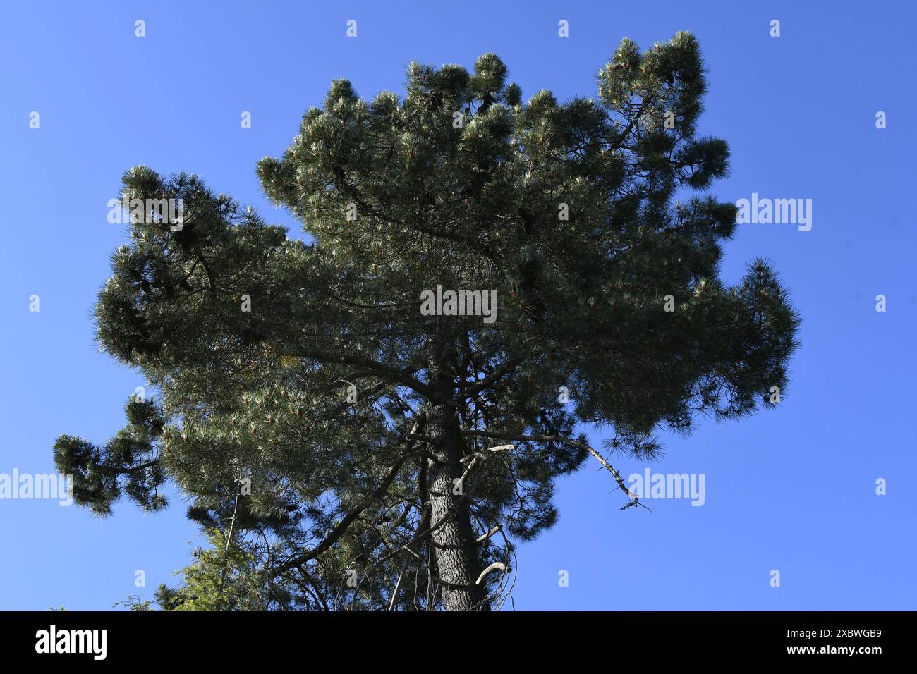 Magnifique couronne d'un pin en pierre dans la Sierra Madrona, province de Ciudad Real, Espagne Banque D'Images