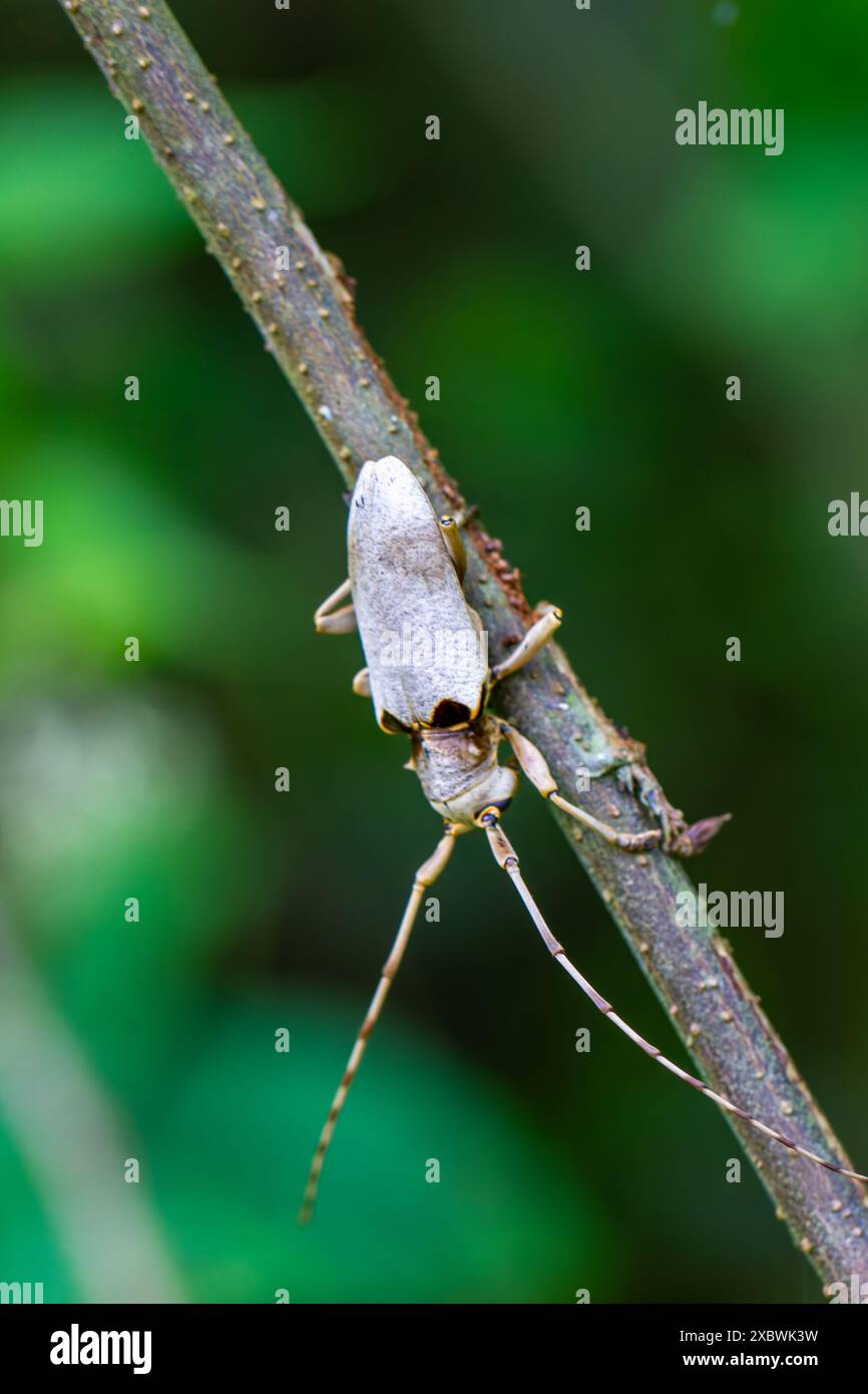 Gros plan d'un coléoptère long (Acalolepta sublusca), mettant en valeur ses cavités oculaires noires et de grandes taches noires près de la base de ses boîtiers d'aile. Wulai, Banque D'Images