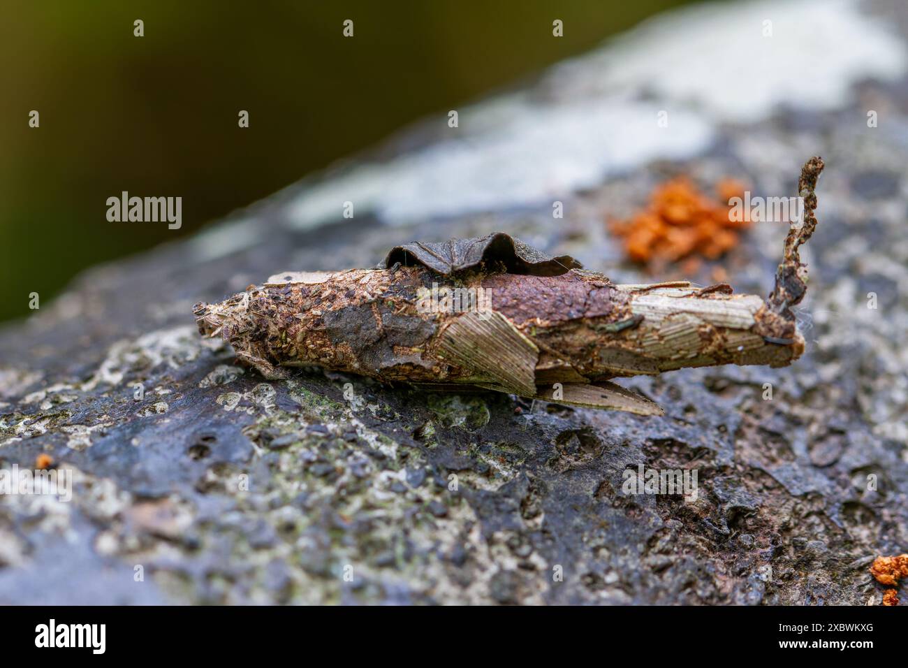 Vue détaillée d'une larve camouflée d'Eumeta japonica et de son cocon ; tons bruns terreux et texture visibles. Prise à Wulai, Taiwan. Banque D'Images