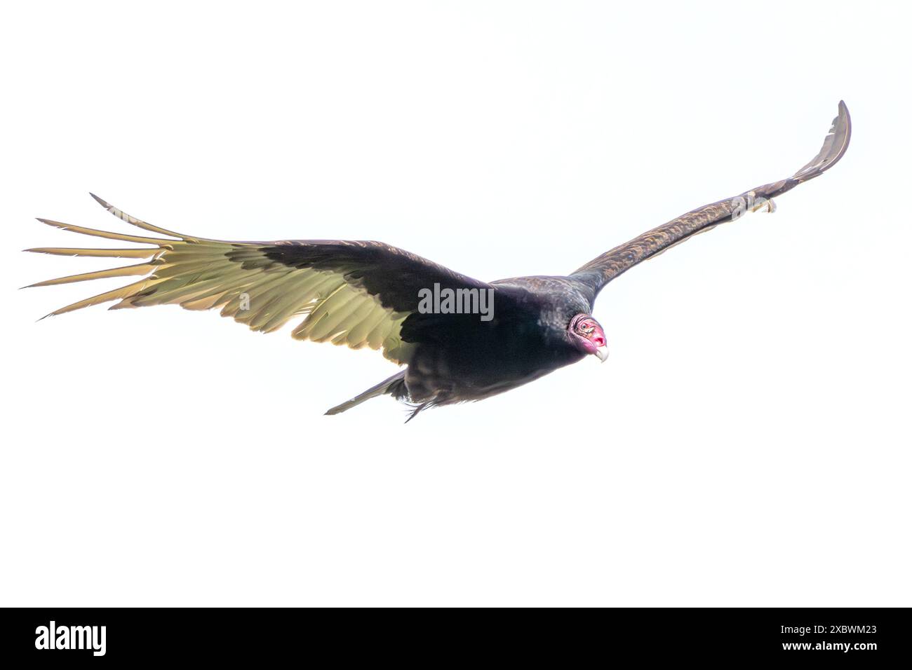 Un vautour de dinde, les ailes déployées grand ouvert et la tête rouge brillante, prend son envol. Isolé sur fond blanc. Banque D'Images