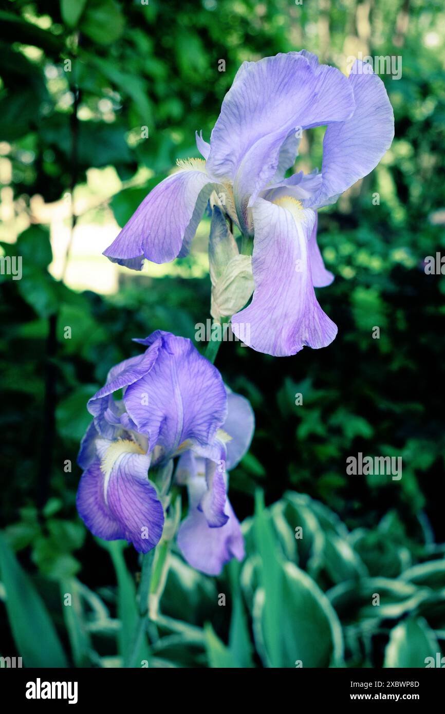 Iris × germanica bleu clair sur fond vert foncé de feuilles d'arbres et d'autres plantes de jardin Banque D'Images