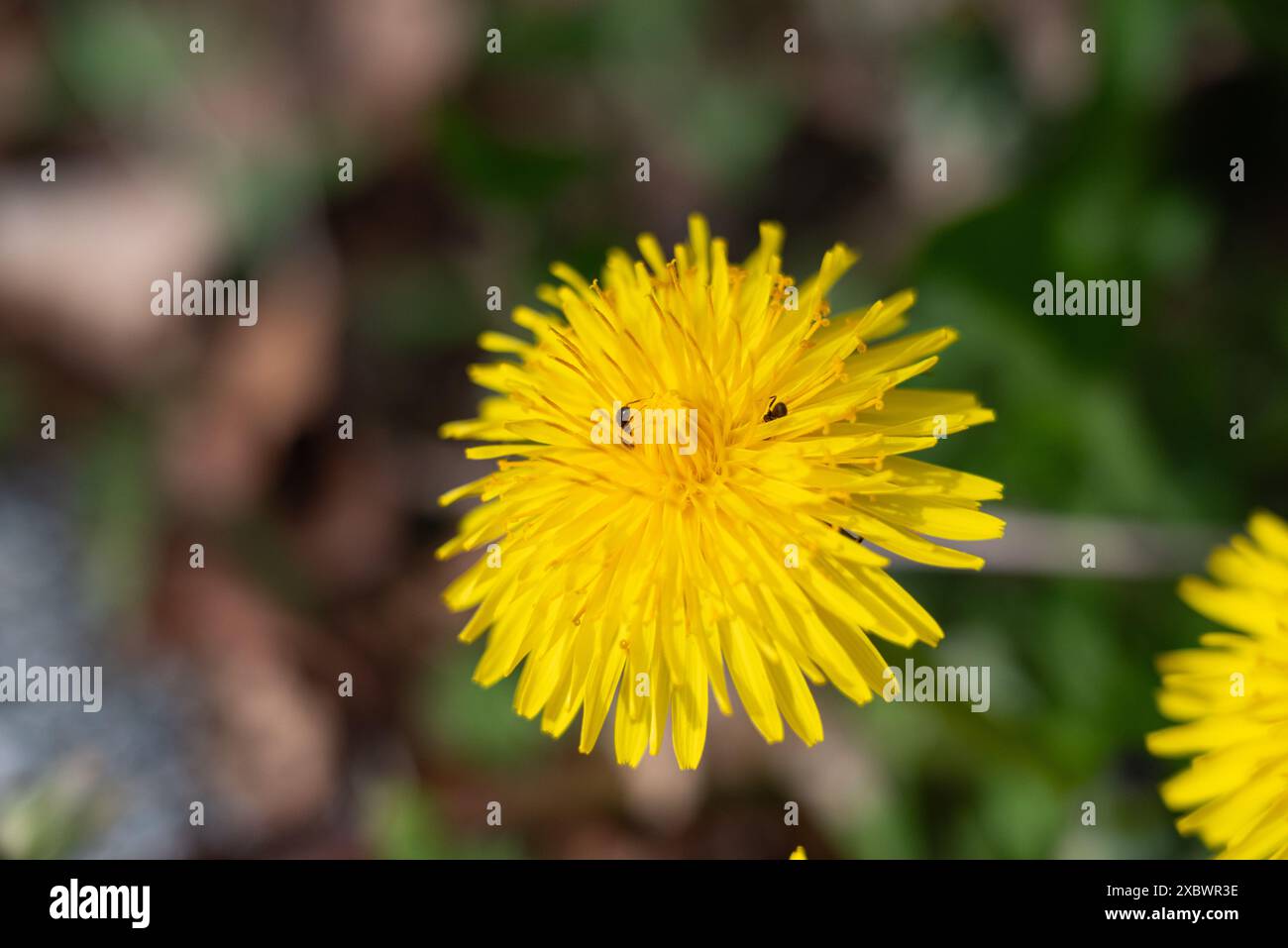 Fleur de pissenlit jaune sur un fond d'herbe verte au printemps Banque D'Images