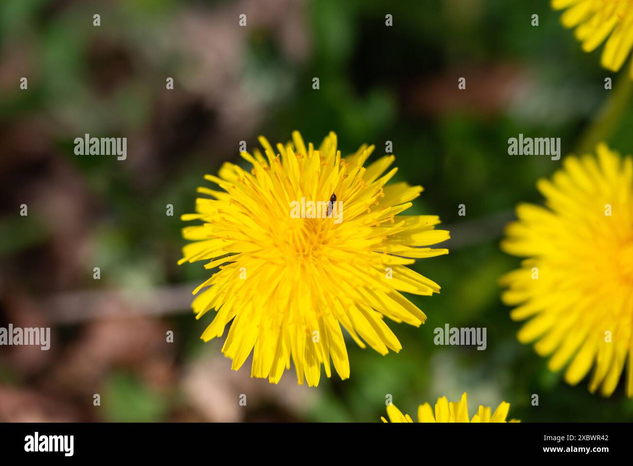Fleur de pissenlit jaune avec fourmi dans le jardin de printemps. Gros plan. Banque D'Images