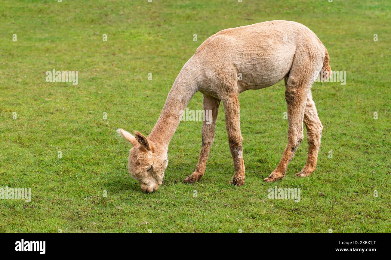 Mignon alpaga pâturant l'herbe à la ferme. Banque D'Images