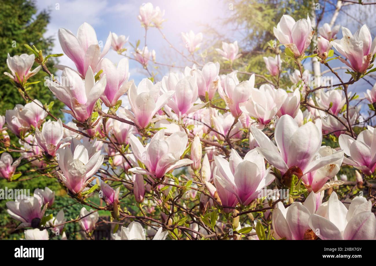 Gros plan photo de magnolia fleuri, mise au point sélective. Banque D'Images