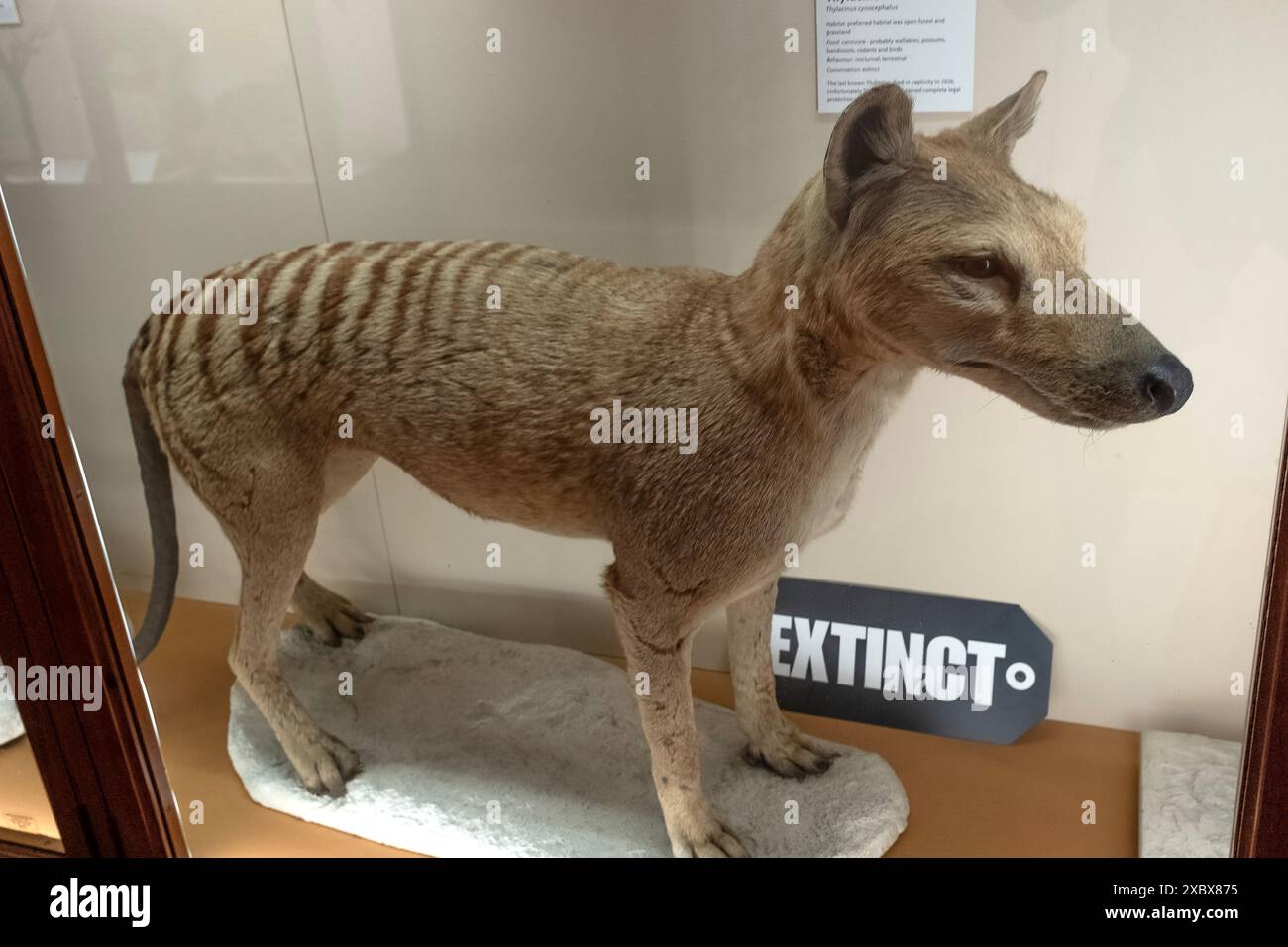 Spécimen de thylacine conservé au musée de Bristol Banque D'Images