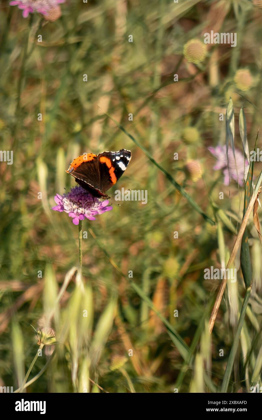 Papillon Vulcain (Vanessa atalanta) Banque D'Images