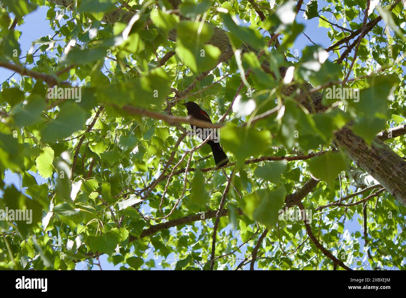 Un oiseau noir à ailes rouges dans un arbre au ciel bleu Banque D'Images