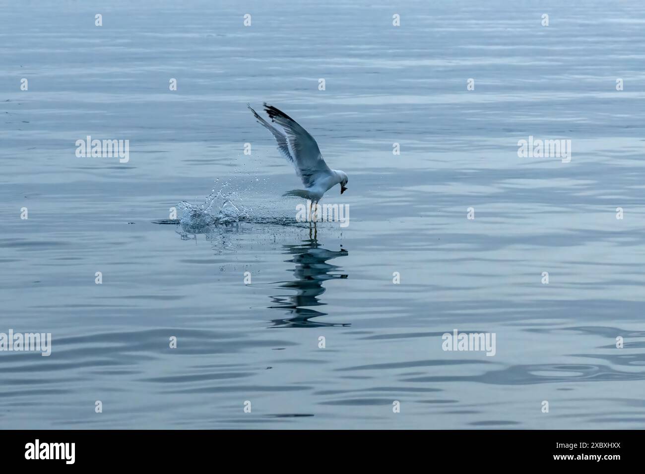 Mouette essayant de se nourrir de la mer Banque D'Images