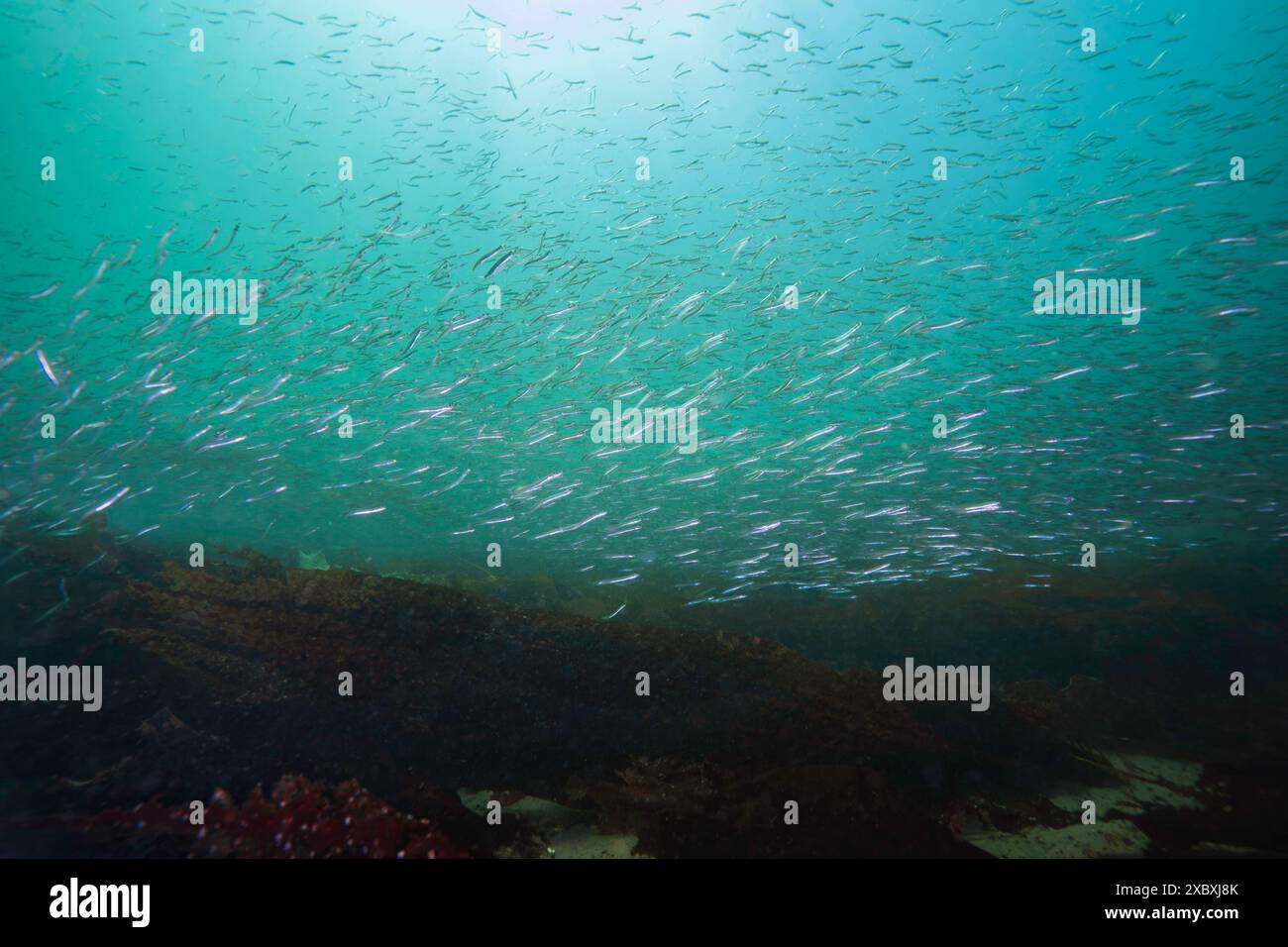 École de surf-smelt dans le Pacifique Nord-Ouest, Canada. Banque D'Images