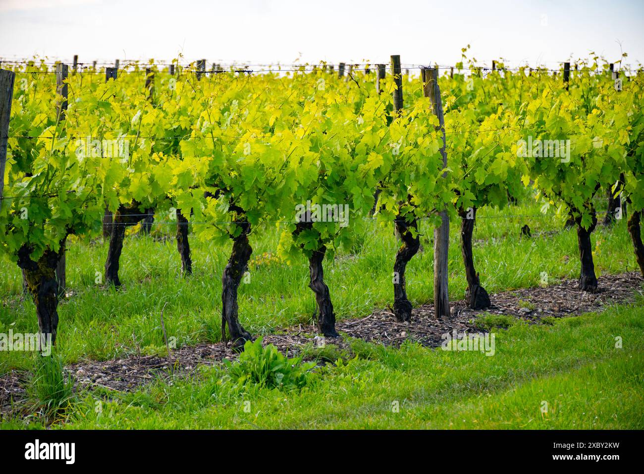 Été sur les vignobles de la région des vins blancs de Cognac, Charente, raisin blanc ugni blanc utilisations pour la distillation des spiritueux forts de Cognac et la vinification, France, Banque D'Images