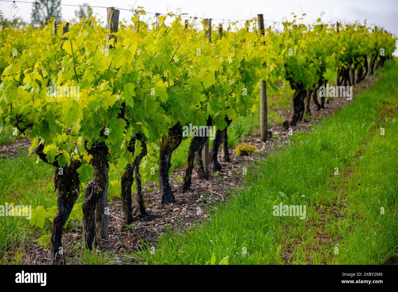 Été sur les vignobles de la région des vins blancs de Cognac, Charente, raisin blanc ugni blanc utilisations pour la distillation des spiritueux forts de Cognac et la vinification, France, Banque D'Images