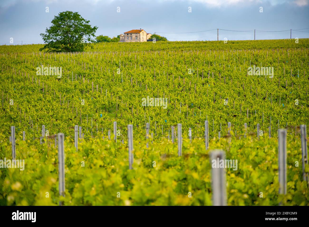 Été sur les vignobles de la région des vins blancs de Cognac, Charente, raisin blanc ugni blanc utilisations pour la distillation des spiritueux forts de Cognac et la vinification, France, Banque D'Images