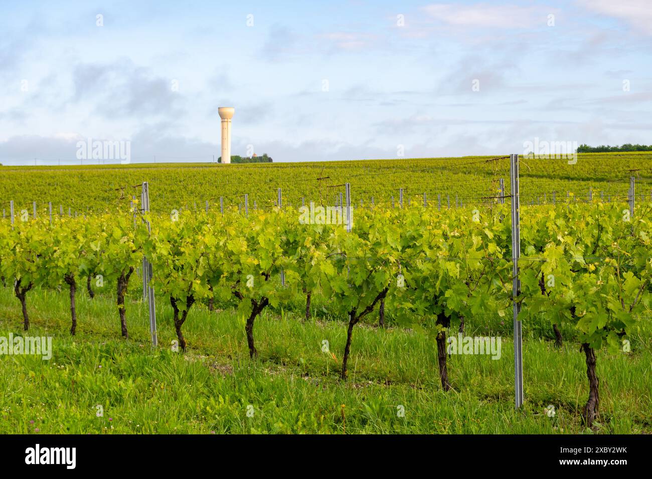 Été sur les vignobles de la région des vins blancs de Cognac, Charente, raisin blanc ugni blanc utilisations pour la distillation des spiritueux forts de Cognac et la vinification, France, Banque D'Images