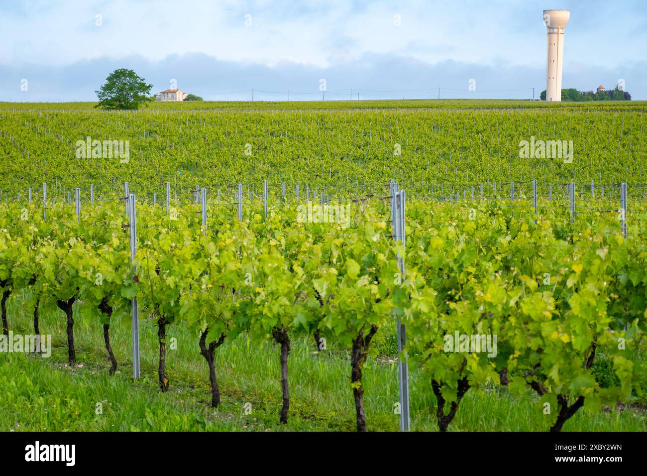 Été sur les vignobles de la région des vins blancs de Cognac, Charente, raisin blanc ugni blanc utilisations pour la distillation des spiritueux forts de Cognac et la vinification, France, Banque D'Images