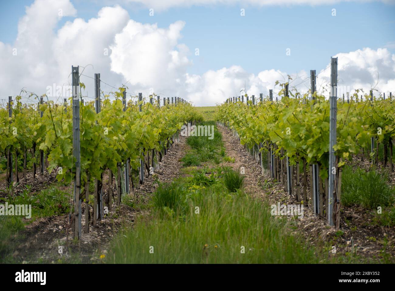 Été sur les vignobles de la région des vins blancs de Cognac, Charente, raisin blanc ugni blanc utilisations pour la distillation des spiritueux forts de Cognac et la vinification, France, Banque D'Images