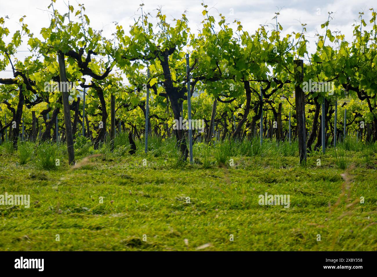 Été sur les vignobles de la région des vins blancs de Cognac, Charente, raisin blanc ugni blanc utilisations pour la distillation des spiritueux forts de Cognac et la vinification, France, Banque D'Images