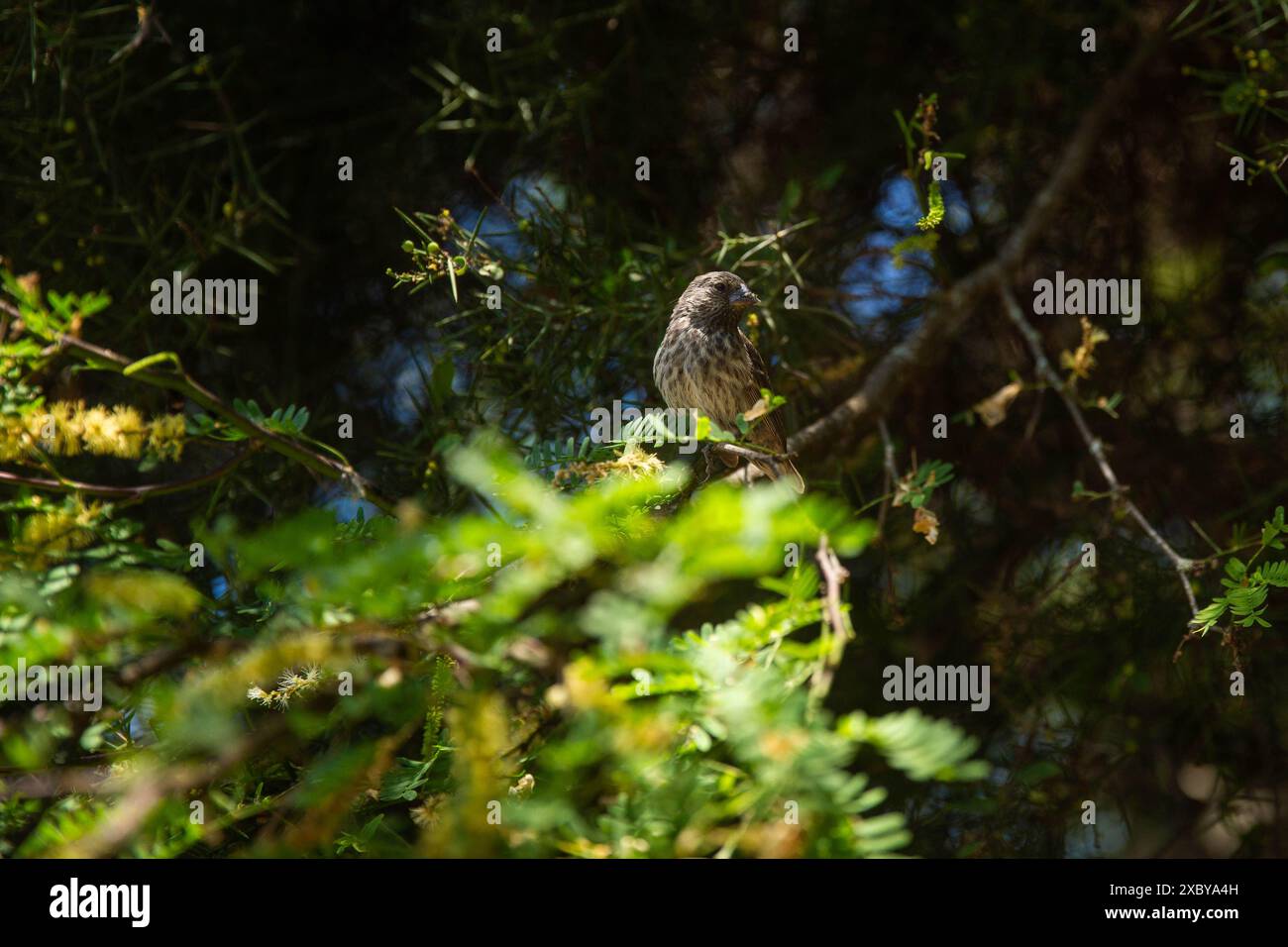 Un oiseau dans un arbre dans les îles Galapagos Banque D'Images