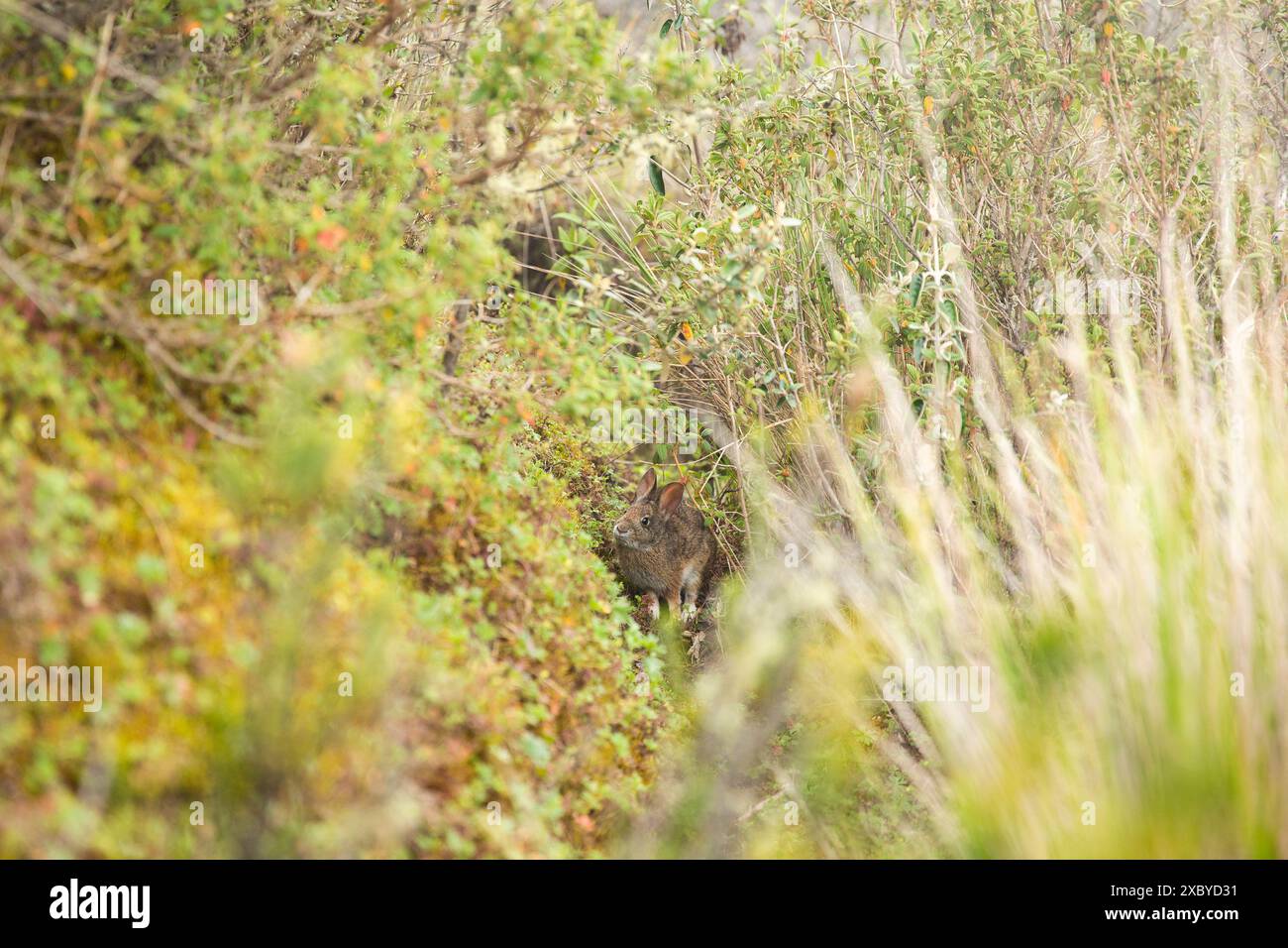 Paysages, animaux et scènes de montagne le long de la boucle Quilotoa randonnée d'une journée dans les Andes en Équateur Banque D'Images