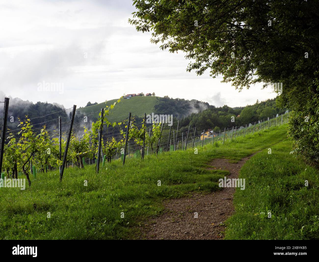 Sentier à la lisière de la forêt mène à travers les vignobles, près de Leibnitz, Styrie, Autriche Banque D'Images