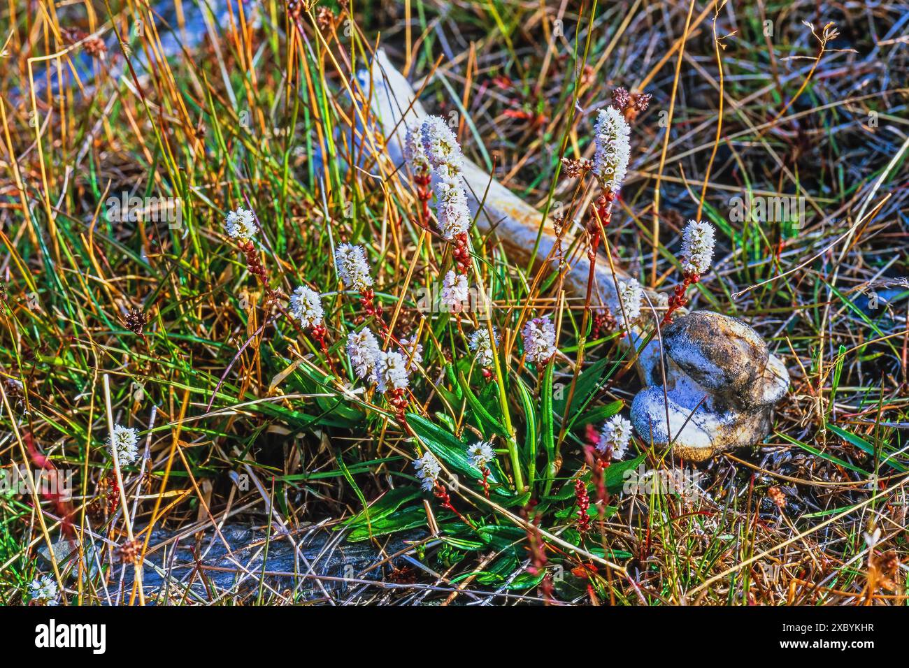 Bistort alpin fleuri (Bistorta vivipara) avec un os animal sur le sol dans l'Arctique, Svalbard Banque D'Images
