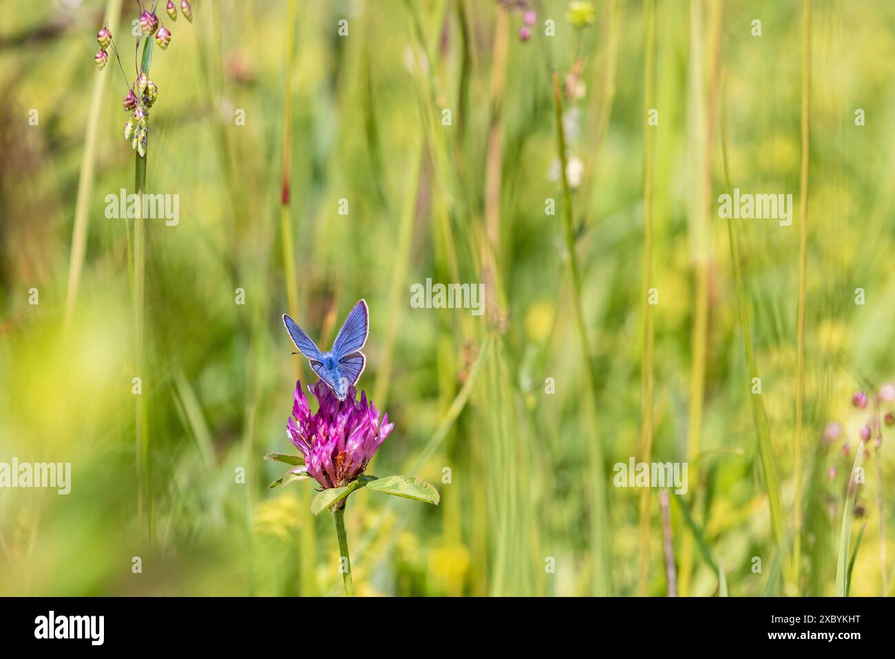 Papillon bleu Mazarine (Cyaniris semiargus) sur une fleur de trèfle rouge (Trifolium pratense) dans un pré Banque D'Images