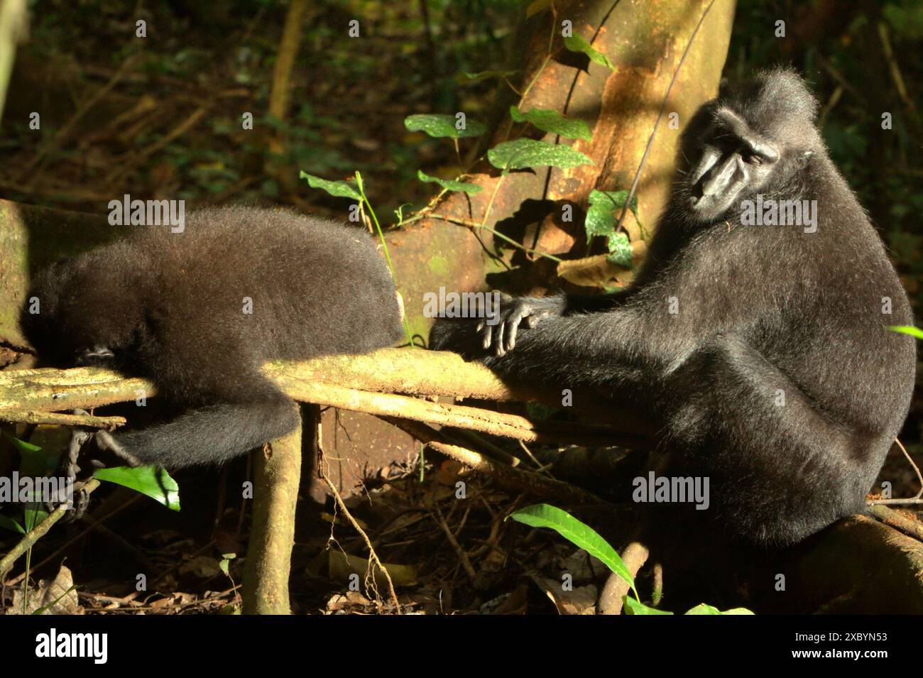 Macaques à cragoût noir (Macaca nigra) de Sulawesi dans la réserve naturelle de Tangkoko, au nord de Sulawesi, en Indonésie. Banque D'Images