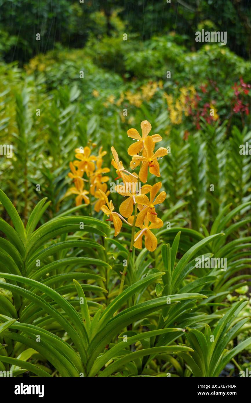 Fleurs d'orchidée jaunes émergeant d'une végétation verte dense dans un cadre tropical, Singapour, Singapour Banque D'Images