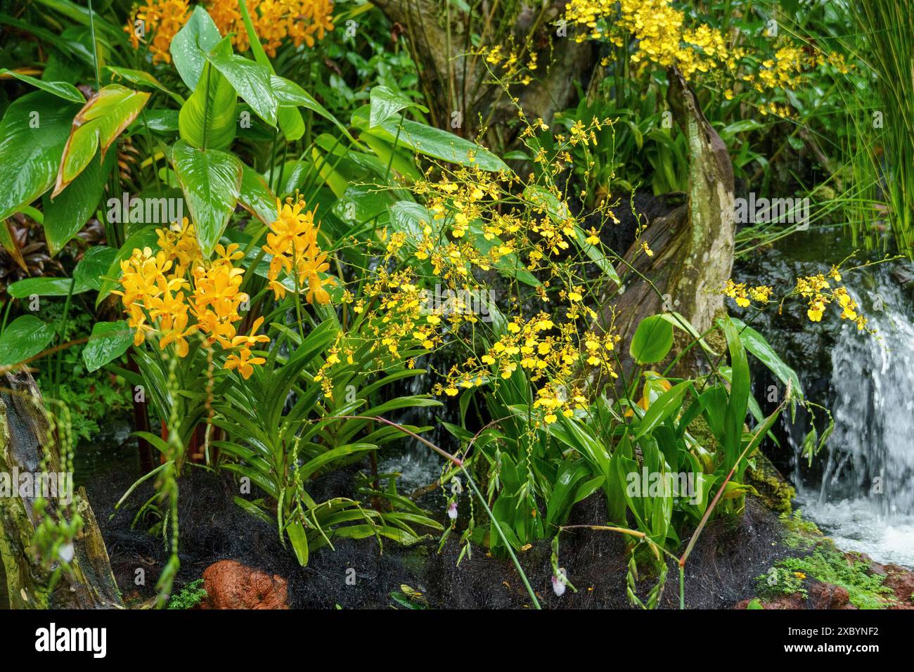 Fleurs jaunes et croissance dense de plantes à côté d'une cascade dans un jardin tropical, Singapour, Singapour Banque D'Images