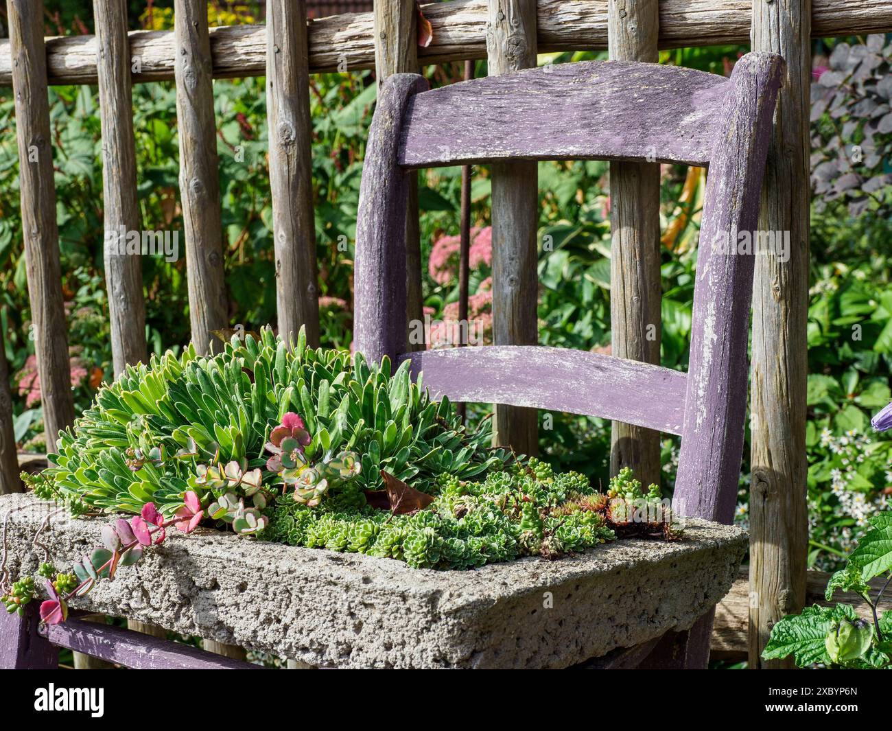 Une chaise violette dans le jardin avec un bol de plante en pierre contenant diverses succulentes, Schermbeck Rhénanie du Nord-Westphalie, Allemagne Banque D'Images