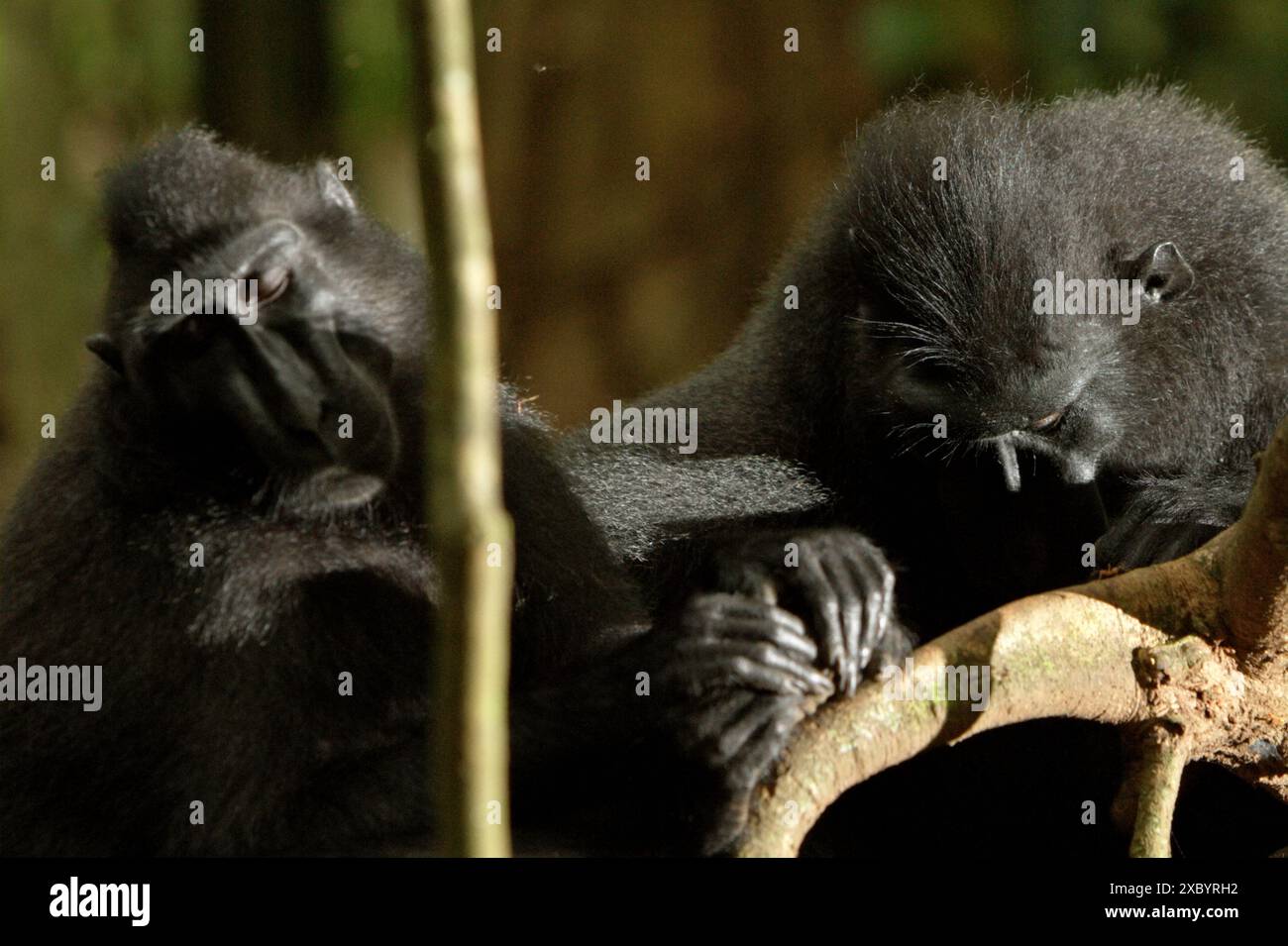 Macaques à crête (Macaca nigra) dans la forêt de Tangkoko, Sulawesi du Nord, Indonésie. Banque D'Images
