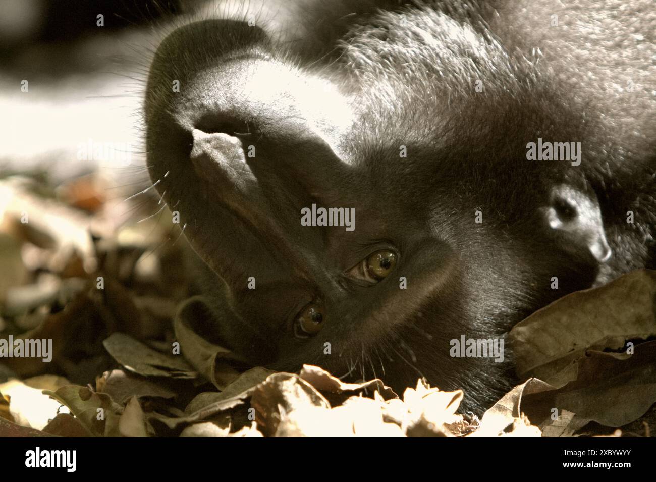 Un macaque noir de Sulawesi (Macaca nigra) regarde pendant qu'il est photographié, alors qu'il repose sur le sol dans la réserve naturelle de Tangkoko, en Indonésie. Banque D'Images