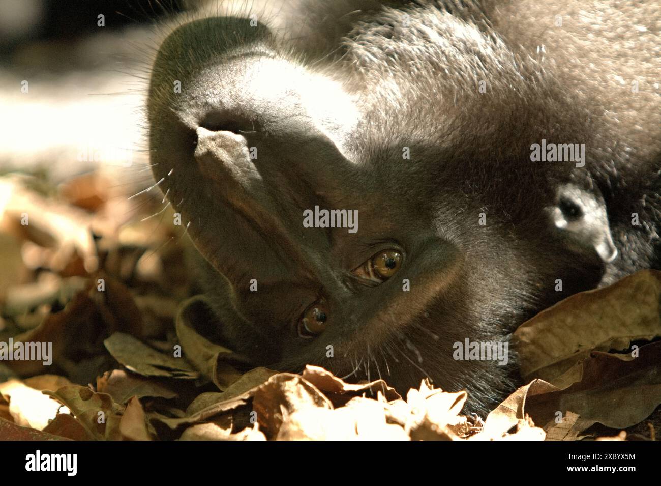 Un macaque noir de Sulawesi (Macaca nigra) regarde pendant qu'il est photographié, alors qu'il repose sur le sol dans la réserve naturelle de Tangkoko, en Indonésie. Banque D'Images