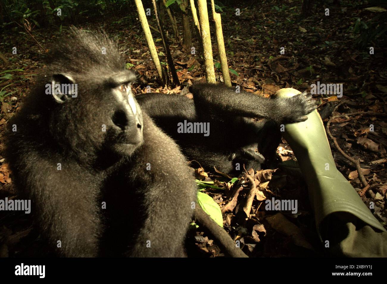 Les macaques habitués à crête noire (Macaca nigra) montrent des comportements amicaux envers le photographe dans la réserve naturelle de Tangkoko, Sulawesi du Nord, Indonésie. Banque D'Images
